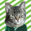 Chris_Catface