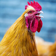 Соck [Gamers Against Weed]