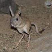 кибер тушканчик