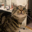 Chill/Crazy Cät