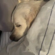 Hooper The Pooper