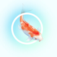 Koi