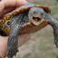 Happy Turtle