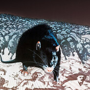 A Rat avatar
