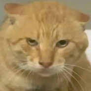 哈基米俱乐部耄耋1号