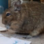 Stop Motion Degu