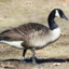 Geese_from_Canadian