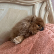 солевой мерседес