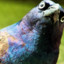 The_Angry_Pigeon