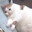 chonky cat