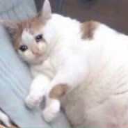 chonky cat