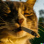 Cat with the BLUNT