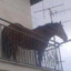 Balcony Horse