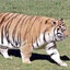 Tiger669