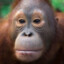 Orangutan