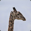 Swag_Giraffe