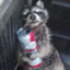 Trash Panda