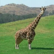 Толик Щелбан - steam id 76561198913499149