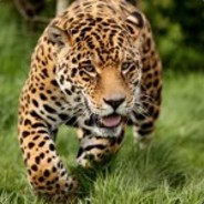 да так по фану