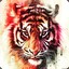 !!**ABU_TIGER**!!