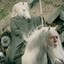 Gandalf the Neigh