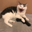 MeowMeowBean