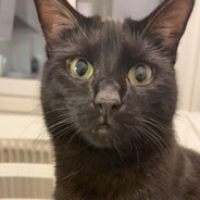 [DD] Rommel och Rabalder