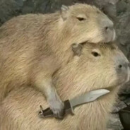 Capybara