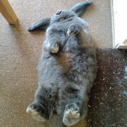 крол,реальный rabbit