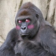 Harambe-chan