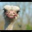Mike the Ostrich