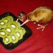 Kiwi