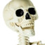 Skeleton