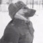 Dog Russo