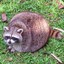 I LIKE LITTLE RACCOON FOREVER