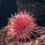 red-seaurchin