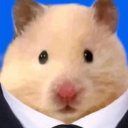 AAA鼠鼠奶酪批发