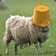 Dull Sheep