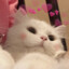 ✿AaMo0o^
