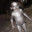 negoNey prateado