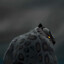 tai lung