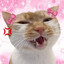YourKitten