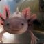 Axolotl