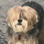 Dako avatar