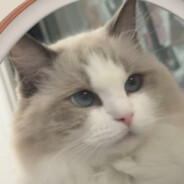 Mikon超扳机手star