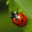 ladybug_4747