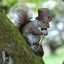 Classy Squirrel