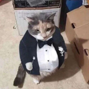 直布罗陀的尿甜甜的