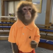 CEO