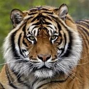 FROM SAINT-P WITH LOVE